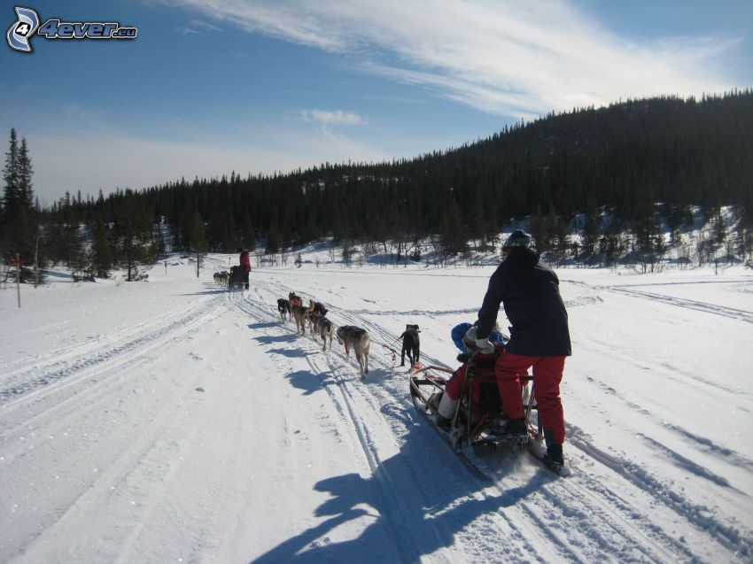 traîneau à chiens, course, forêt, neige