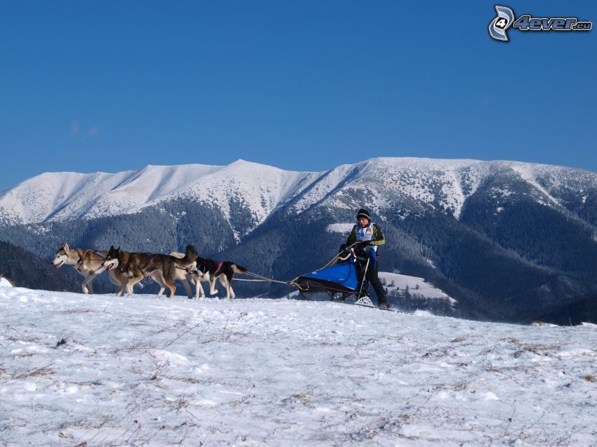 traîneau à chiens dans les montagnes, montagnes, Husky sibérien, Donovaly, Slovaquie