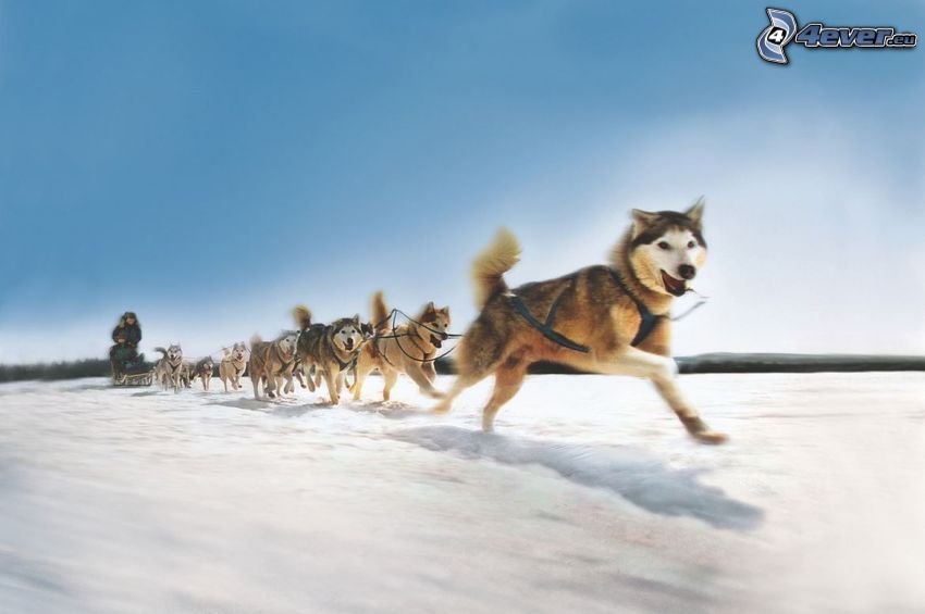 traîneau à chiens, Husky sibérien, course