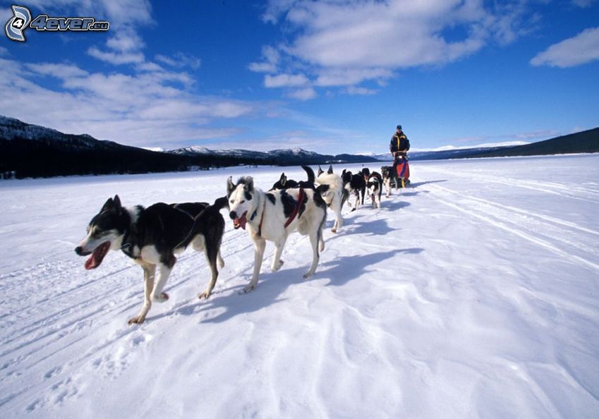 traîneau à chiens, Husky sibérien, neige