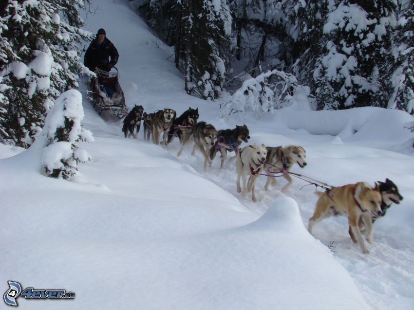 traîneau à chiens, Husky sibérien, neige