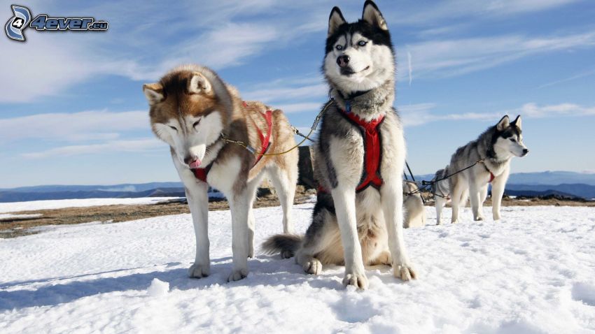 traîneau à chiens, Husky sibérien