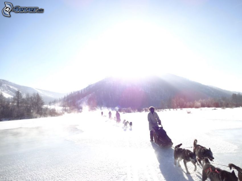 traîneau à chiens, soleil, colline, neige