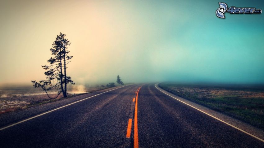 route, arbre sec, brouillard
