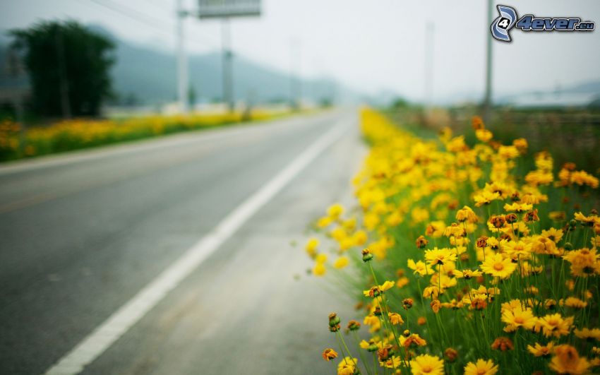 route, fleurs