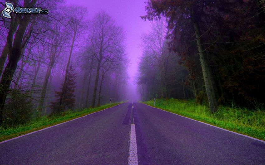 route par la forêt, ciel violet