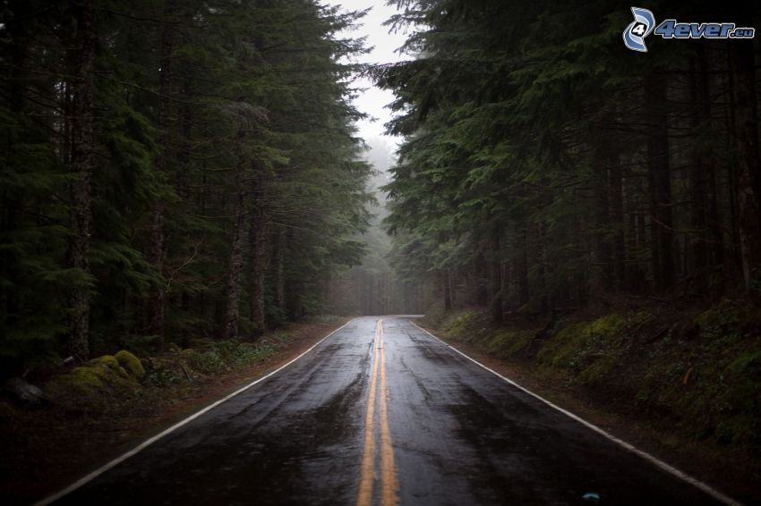 route par la forêt, forêt sombre, USA