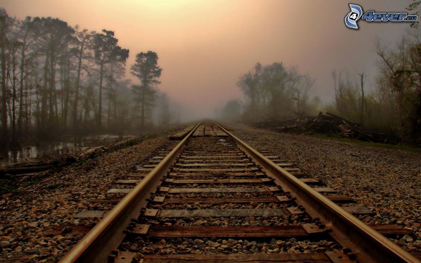 rails, brouillard, forêt