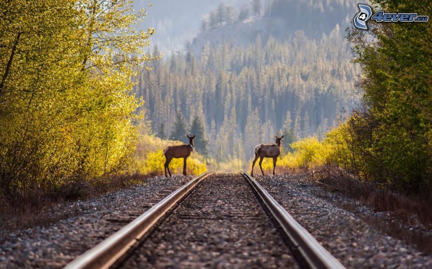rails, cerfs, forêt