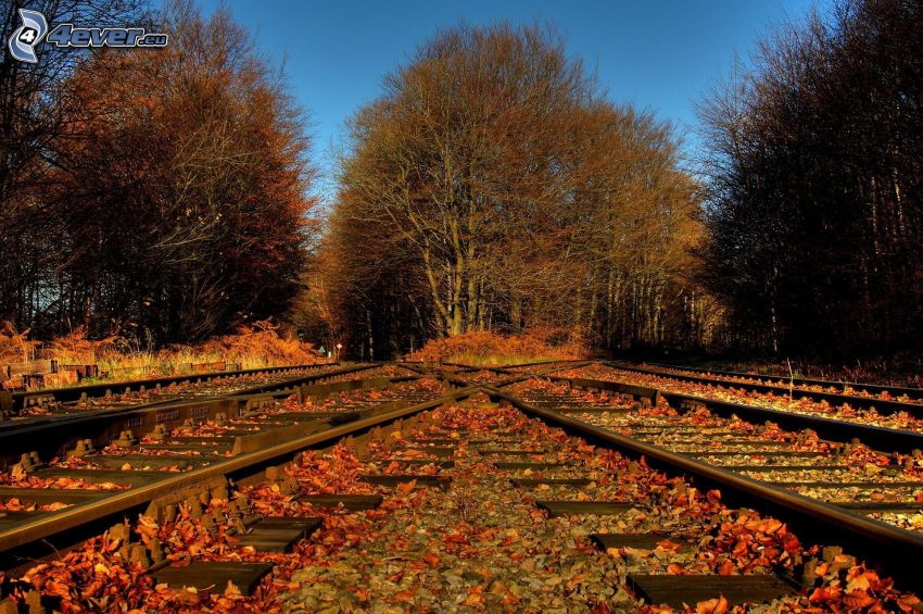 rails, forêt d'automne, feuillage d'automne