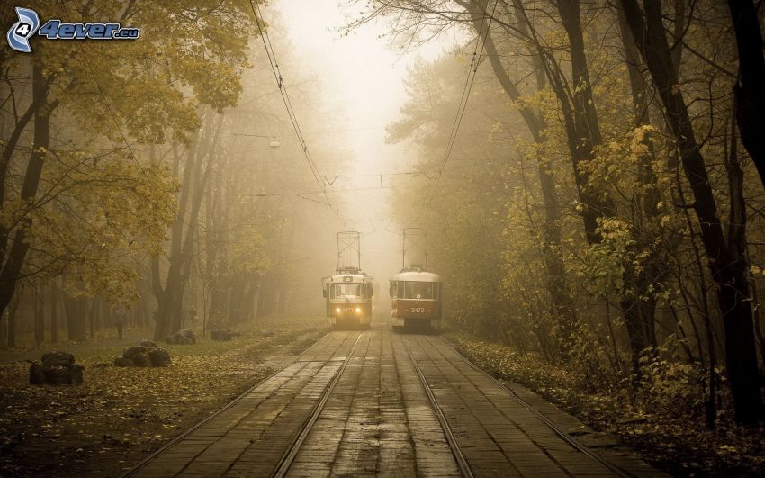 trams, piste de tramway, forêt