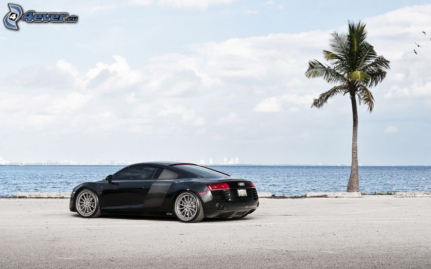 Audi R8, palmier, mer