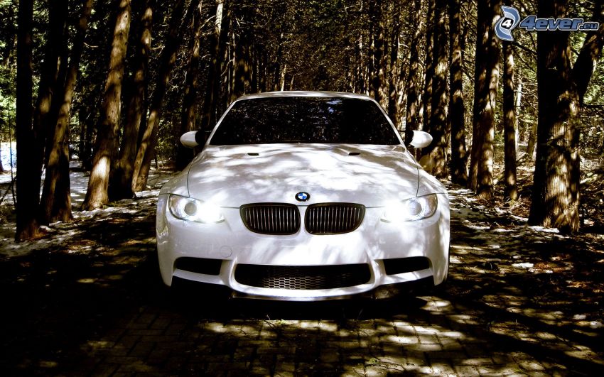 BMW, allée des arbres
