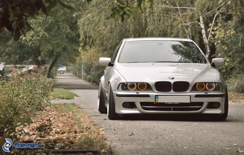 BMW E39, route, arbres