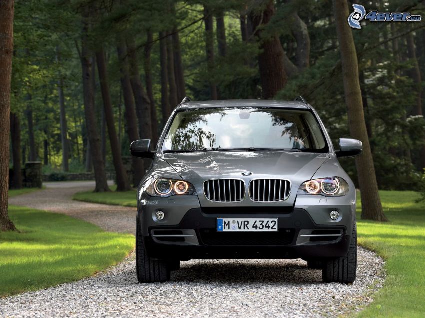 BMW X5, chemin, forêt