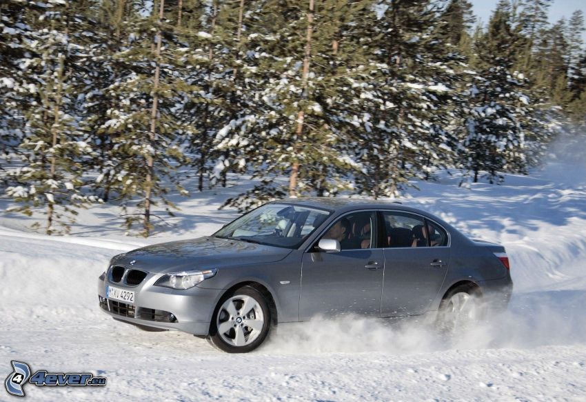 BMW 5, neige, arbres conifères