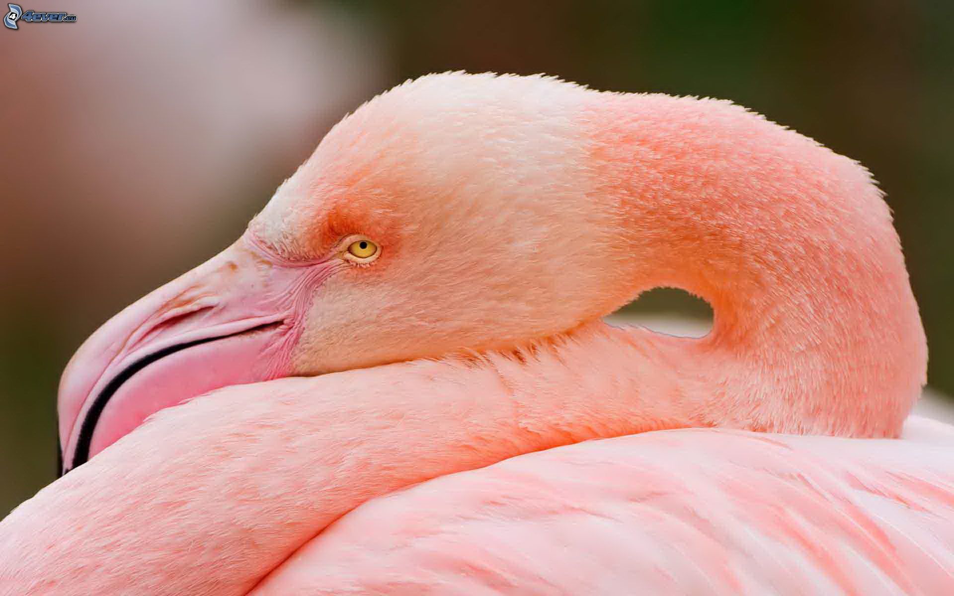 Фламинго Грейтер