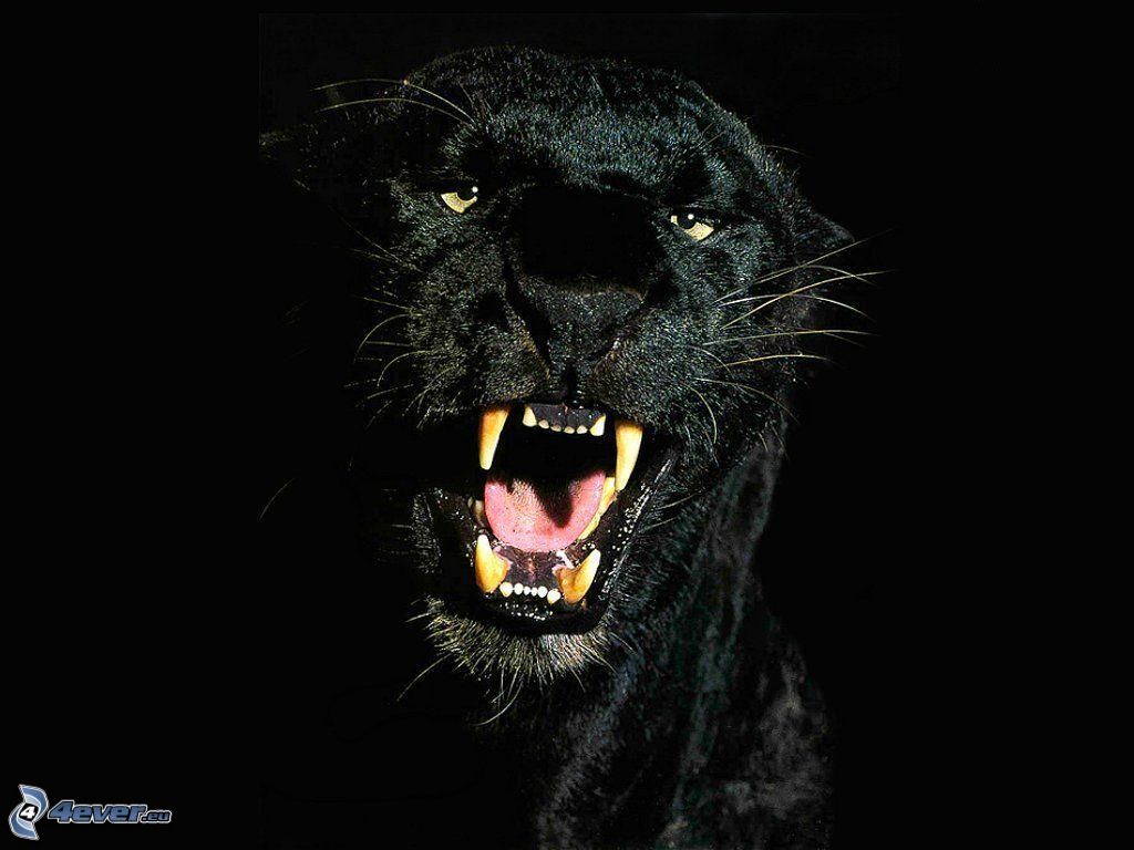 puma noir animal photo