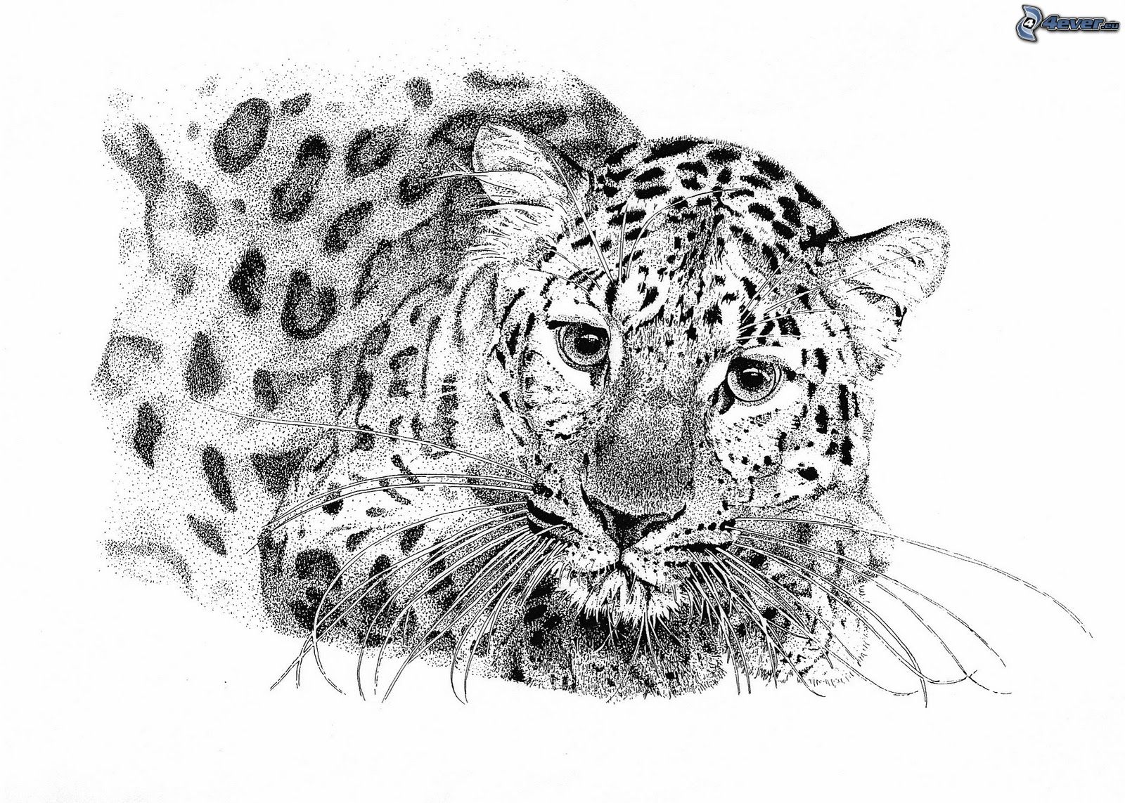 Леопард карандашом