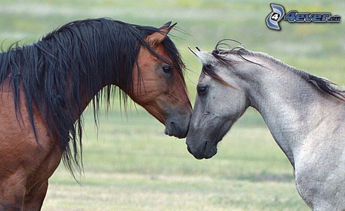 Amore A Cavallo [1973]