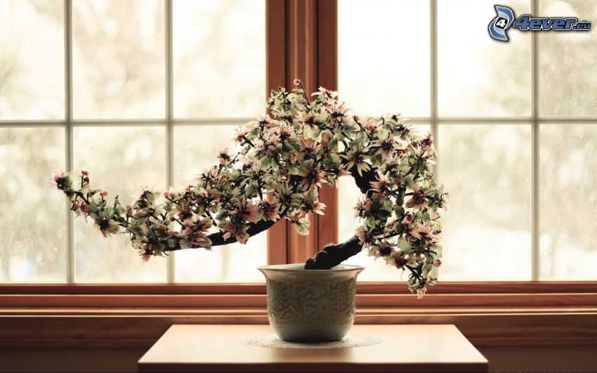 bonsai, vaso da fiori