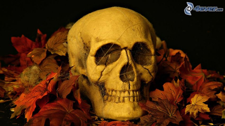 cranio, foglie rosse, ragnatela