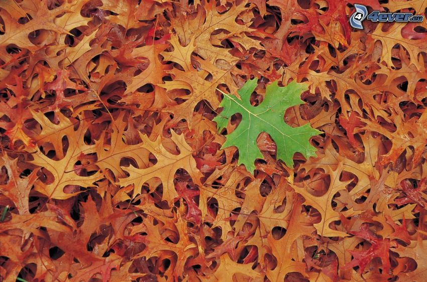 foglie secche, foglia verde