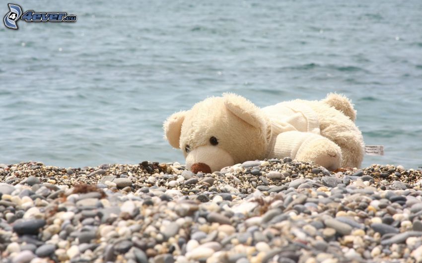 peluche teddy bear, mare, spiaggia pietrosa