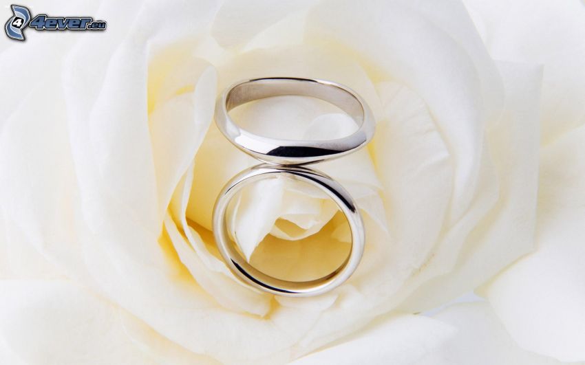 anelli di nozze, rose bianche