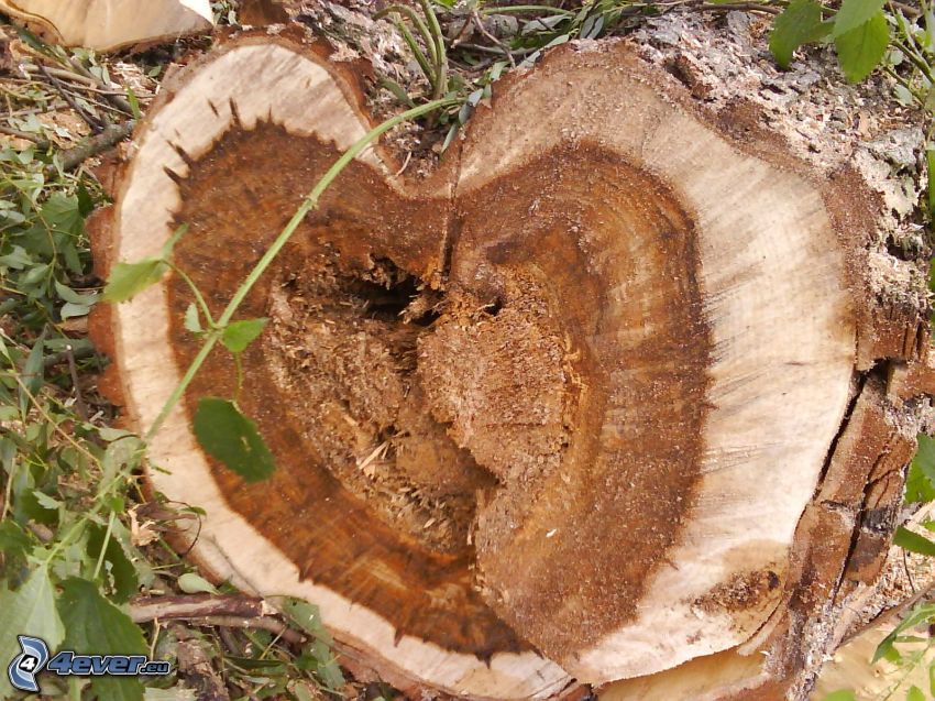 tronco, legno, cuore