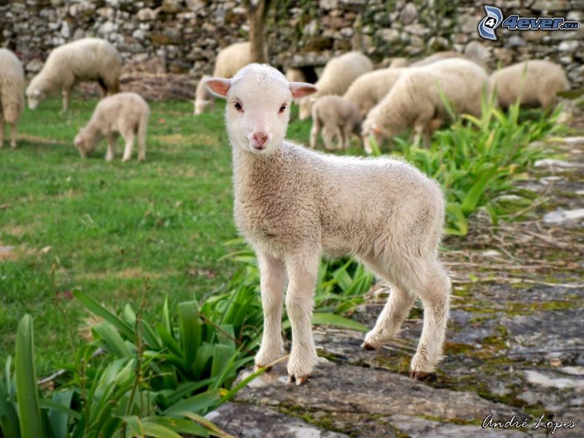 agnello, pecore, giardino