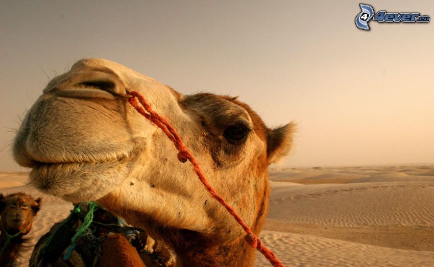 cammello, deserto