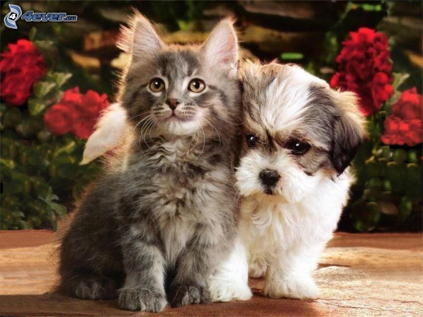cane e gatto, fiori rossi