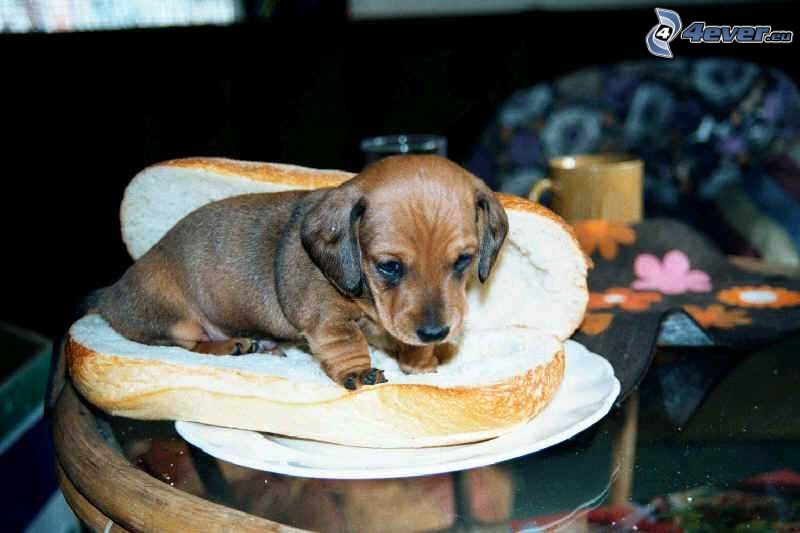 bassotto cucciolo, hot dog
