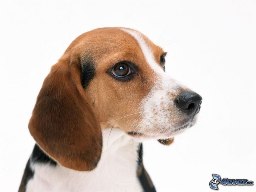 beagle, cane sul cortile