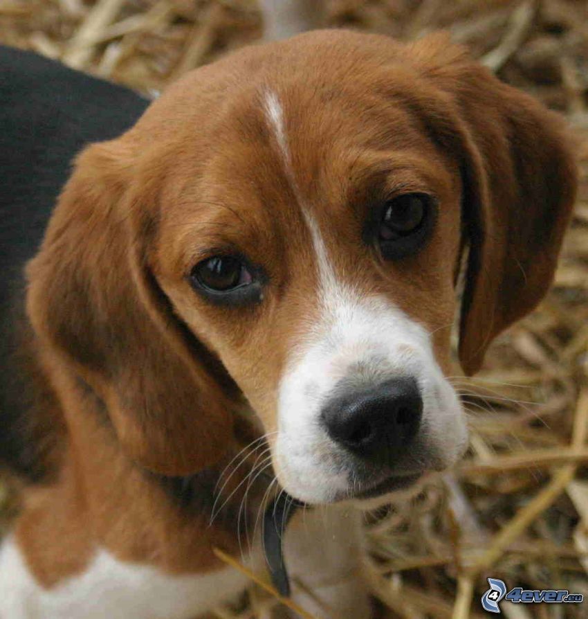 beagle, cane sul cortile