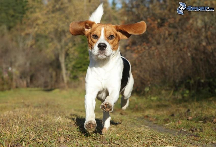 beagle, correre