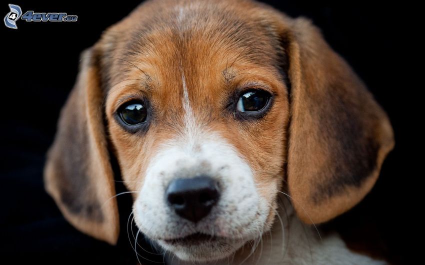 beagle, cucciolo
