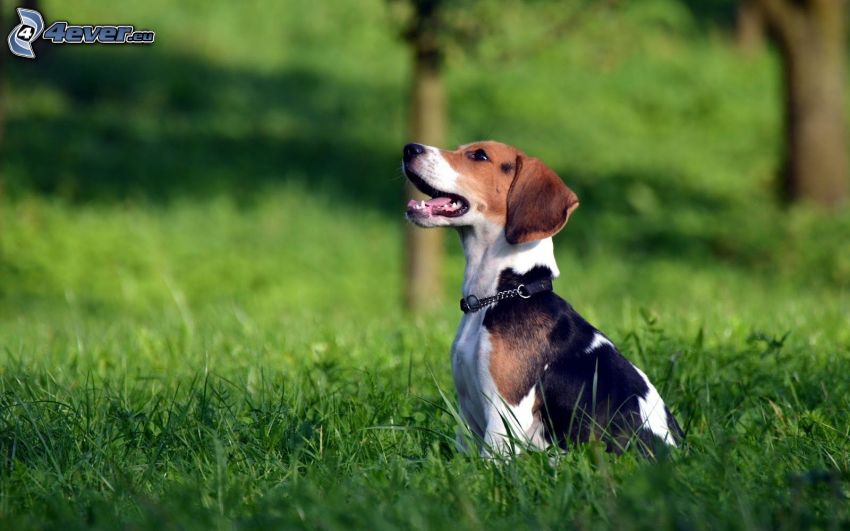 beagle, l'erba