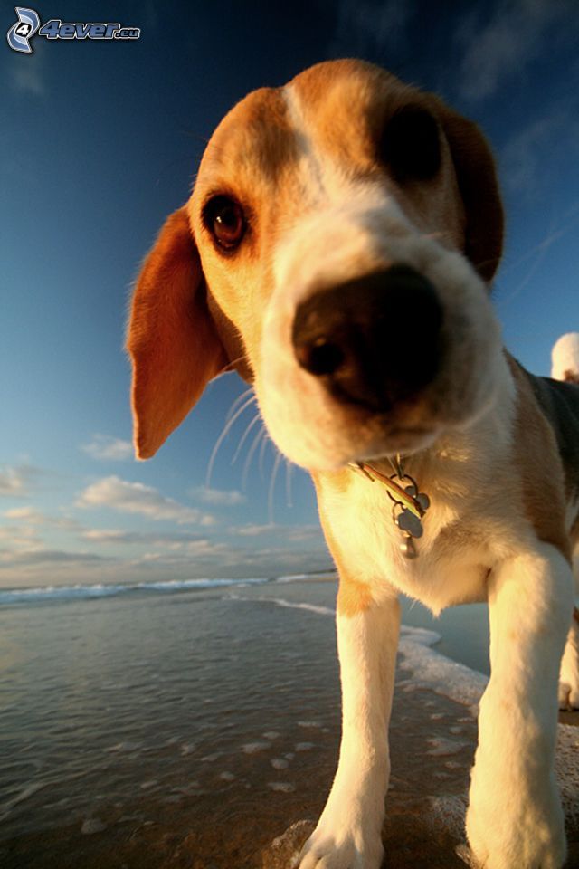 beagle cucciolo, cane sulla spiaggia