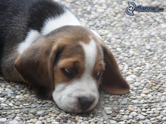 beagle cucciolo, marciapiede, sassi, piastrelle