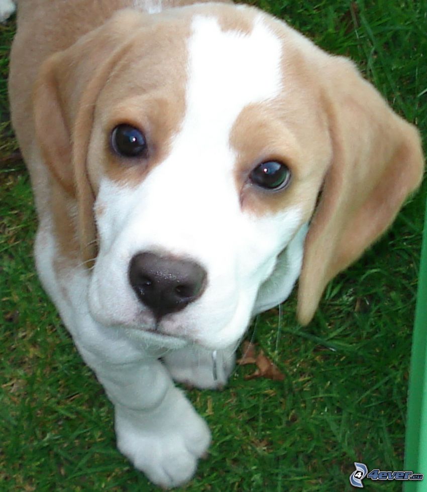 beagle cucciolo