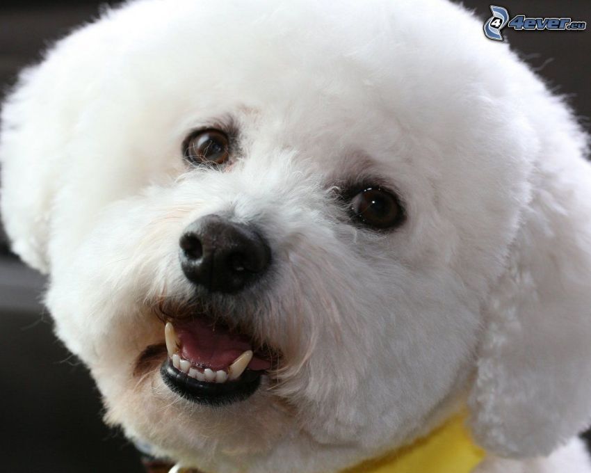 Bichon Frisé