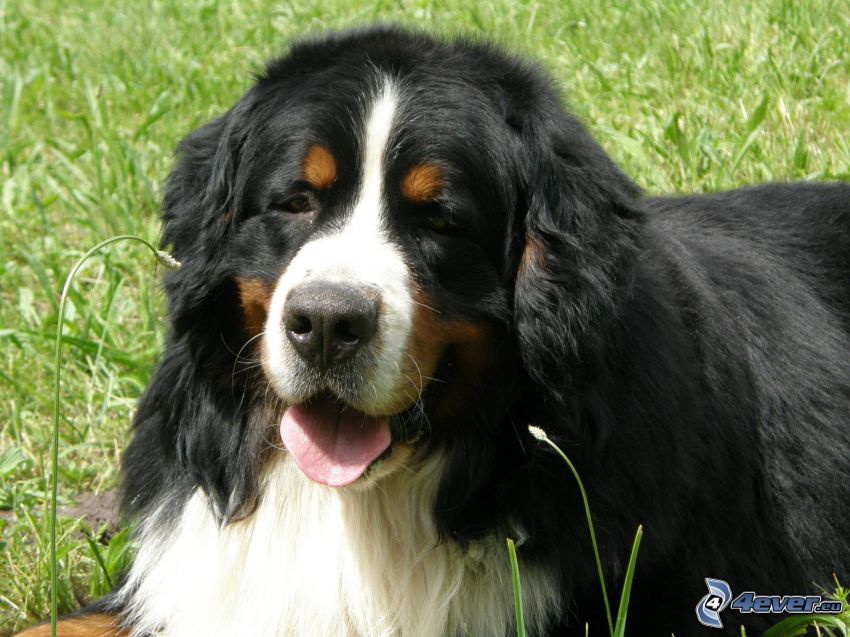 Bovaro bernese