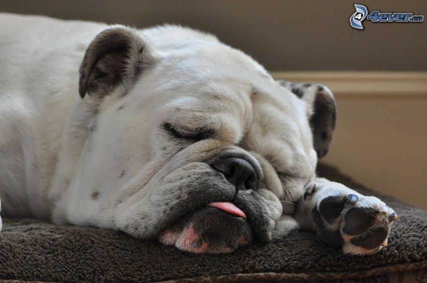Bulldog inglese, cane addormentato