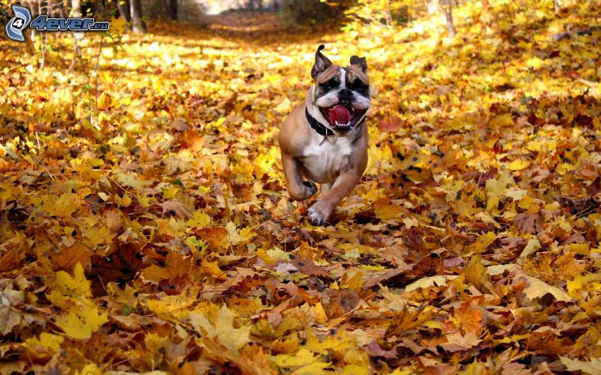 Bulldog inglese, foglie di autunno, correre