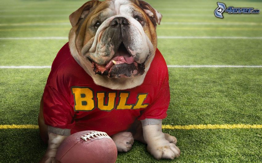 Bulldog inglese, football americano