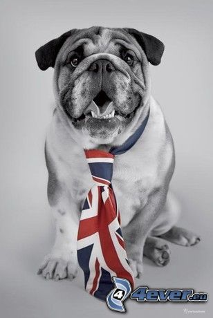 Bulldog inglese