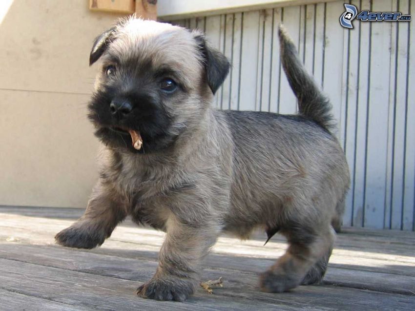 cairn Terrier, cucciolo