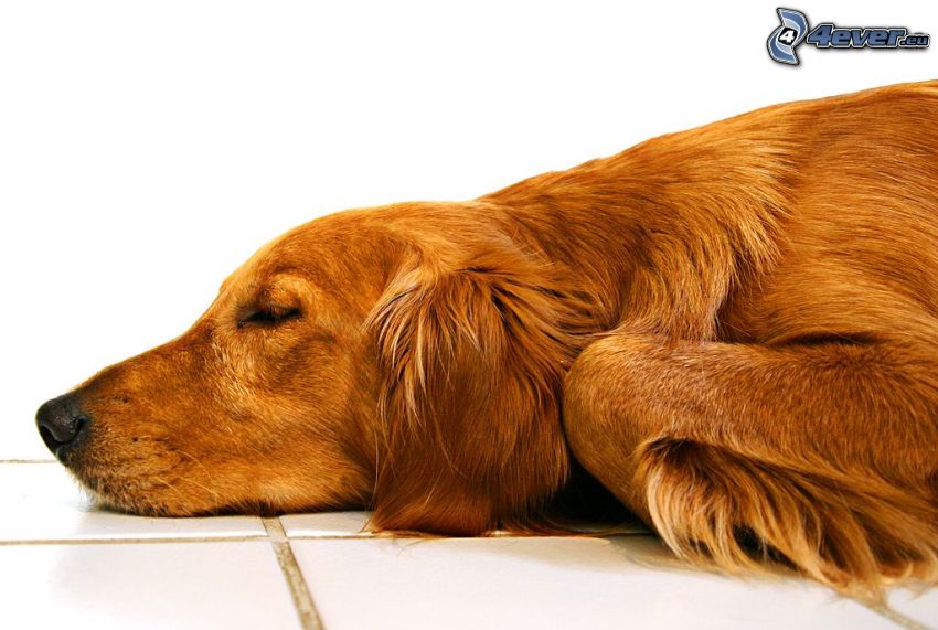 cane addormentato, cane sul pavimento